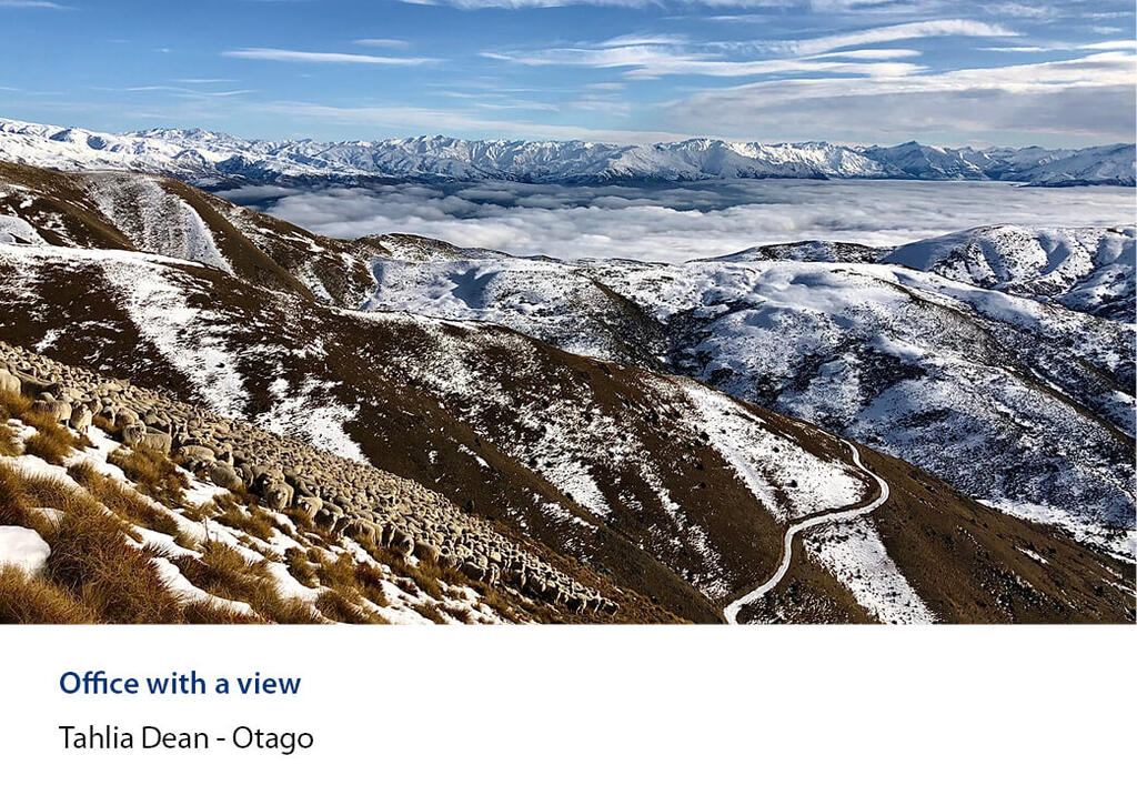 Mob of sheep strung across a snowy high country face above a sea of cloud.