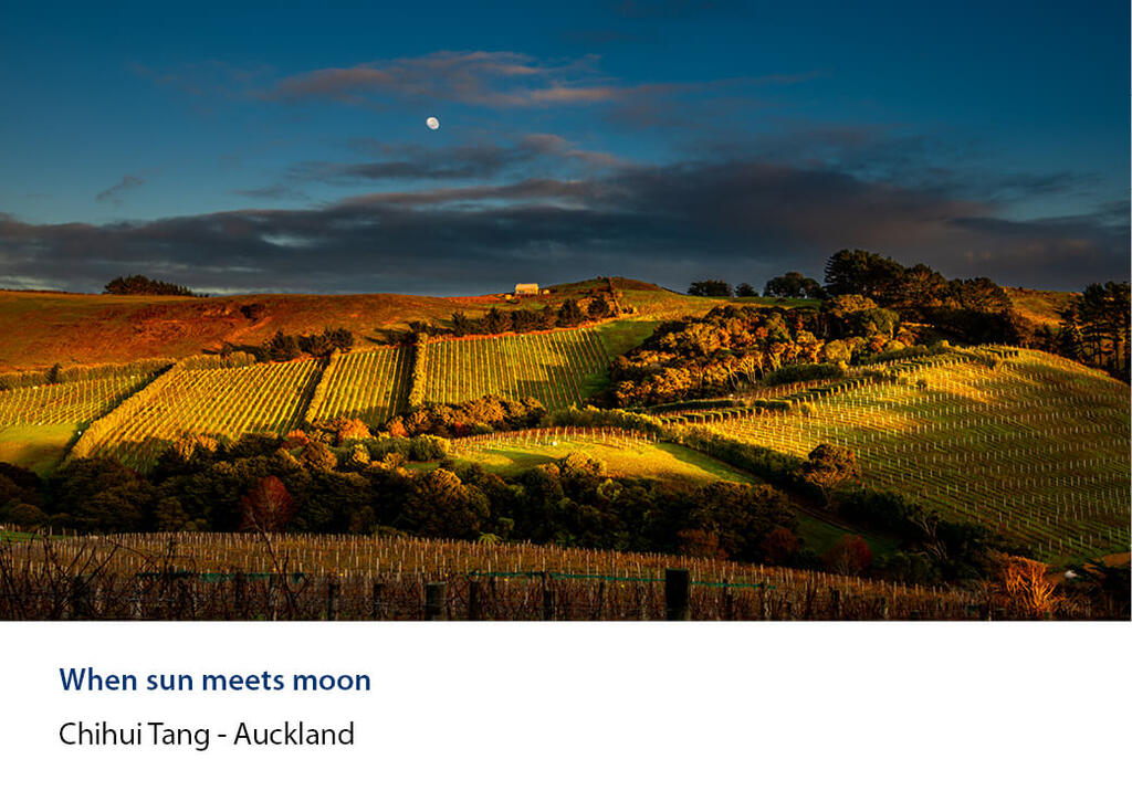 Late sun on terraced vineyard rows with the moon above dark hills.