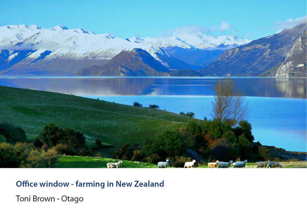 Sheep grazing with a still lake with snow-capped ranges beyond.