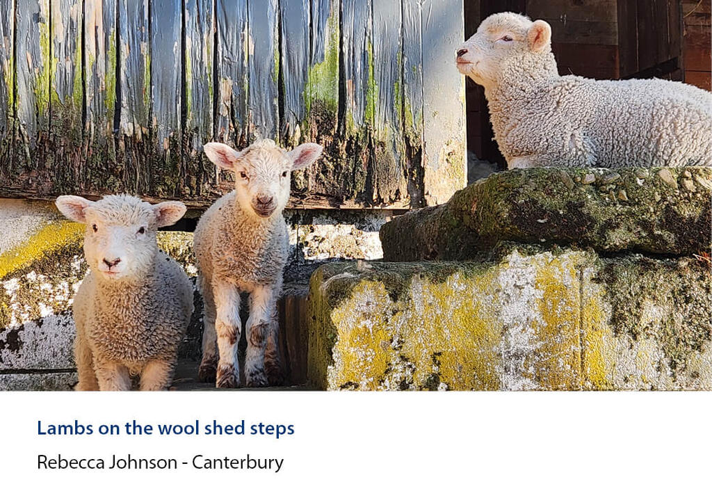 Three lambs on mossy concrete steps beside woolshed.