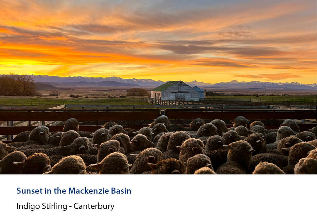 Sheep in yards at sunset with an old woolshed and the Mackenzie Basin beyond.
