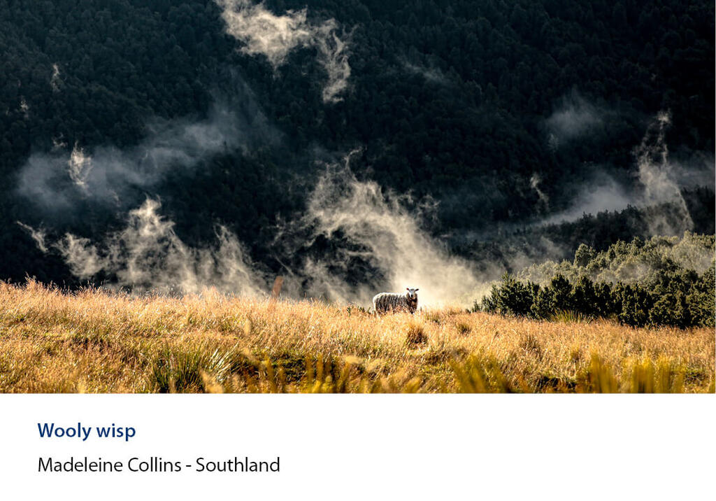 Single sheep in paddock with mist and dark bush behind.