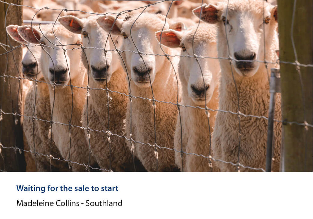 Row of sheep looking through a wire netting fence.