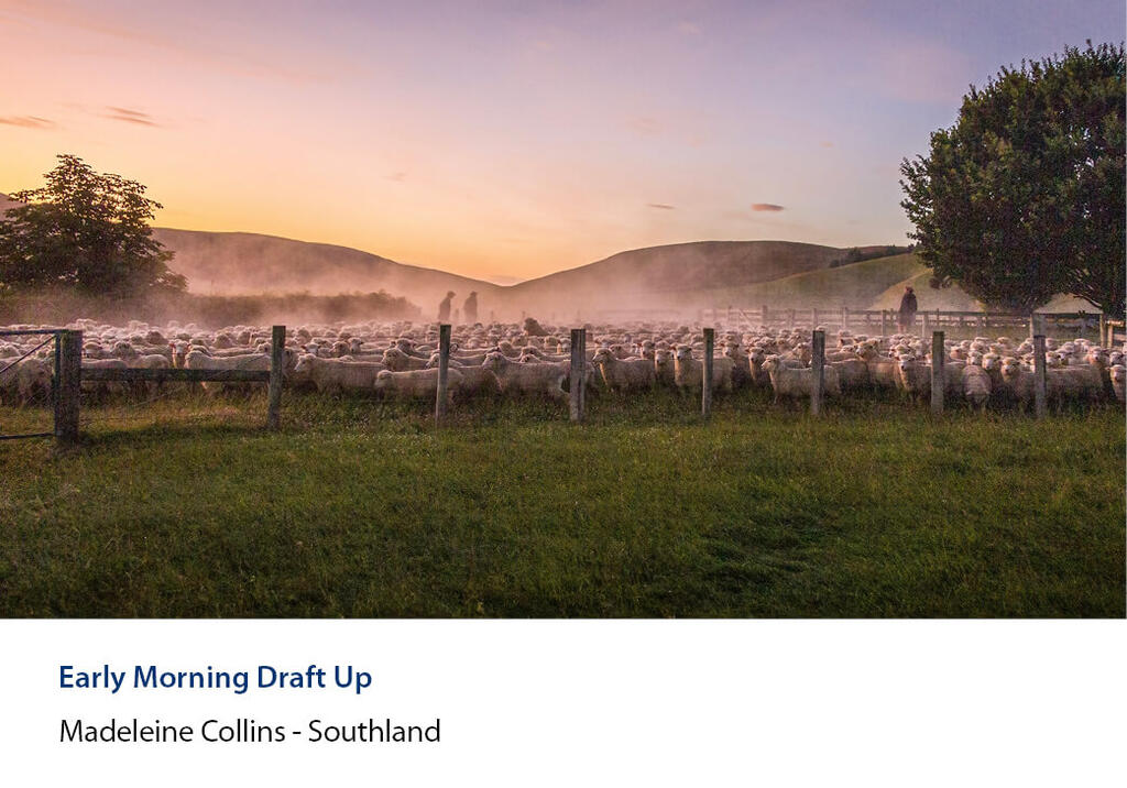Big mob of sheep held behind a fence at dawn with farmers drafting them.
