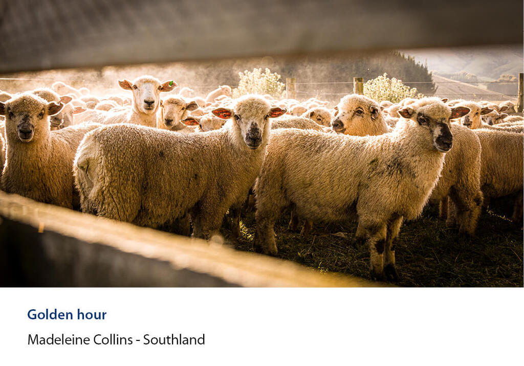 Sheep in the yards seen through timber rails in warm backlight.