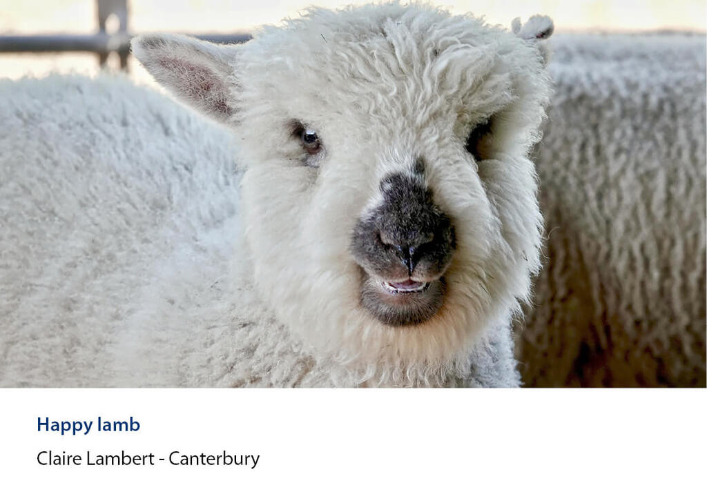 Close-up of a woolly lamb's face.