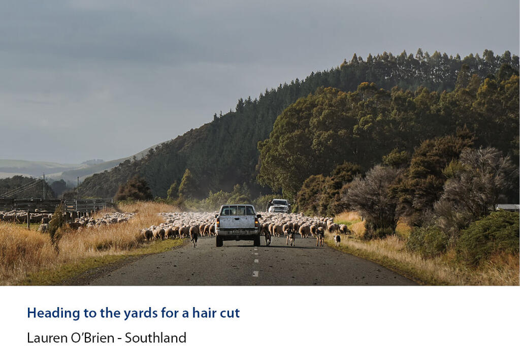 Mob of sheep followed by a ute down a road with dogs working the edges.