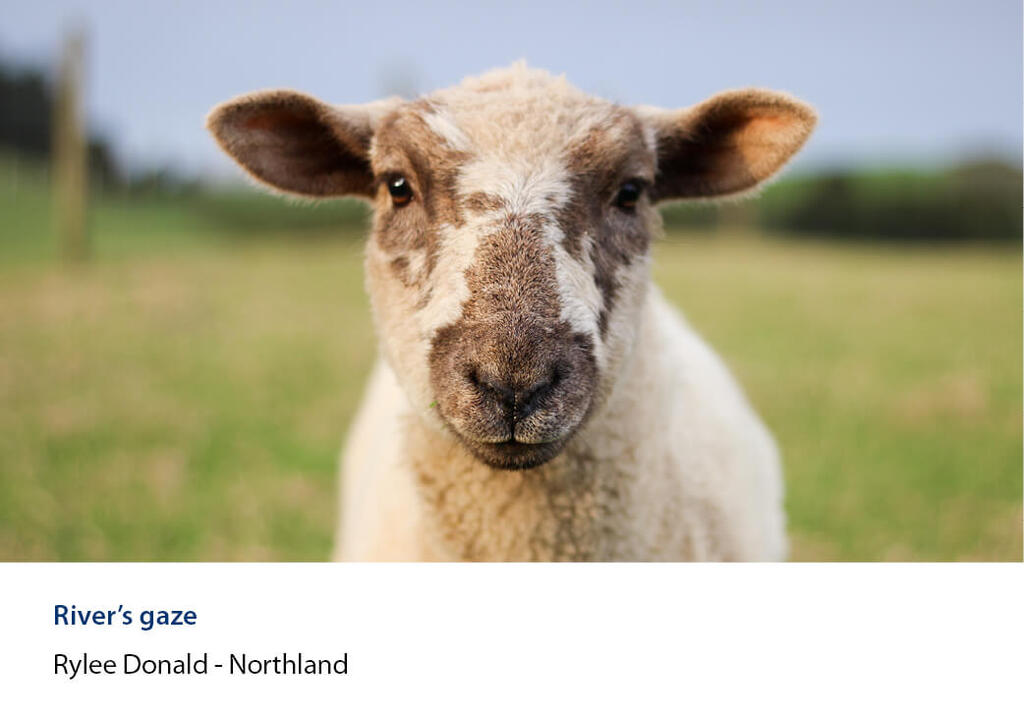Head-on close-up of a sheep in a grassy paddock.