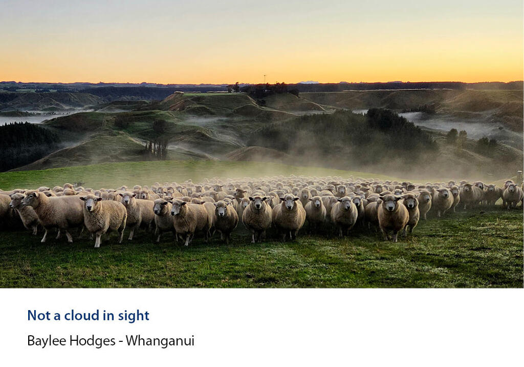Mob of ewes facing the camera on a ridge above misty hill country.