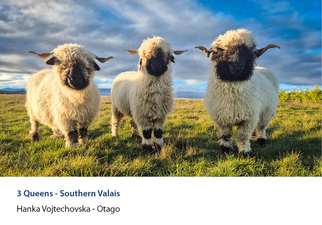 Three black faced sheep with curved horns standing in grass under cloud.