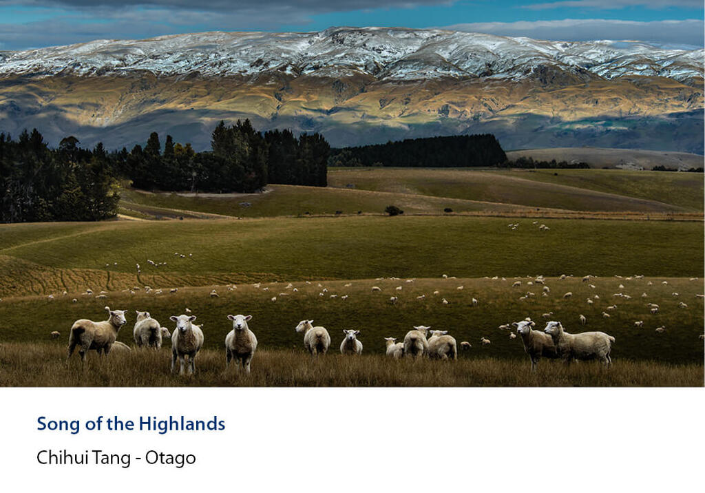 Ewes and lambs grazing rolling paddocks below a snow-dusted range.