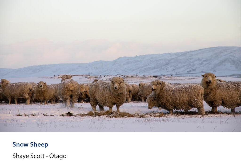Sheep standing on snow-covered ground eating hay.