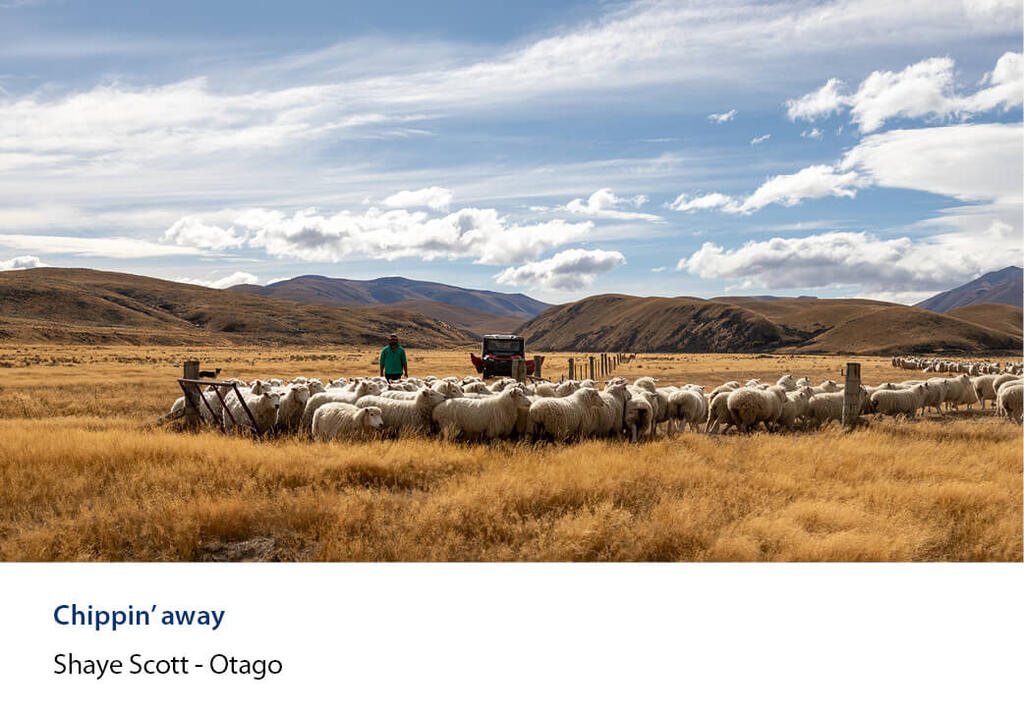Shepherd moving a mob of sheep through gate on a picturesque tussock and hilly landscape.