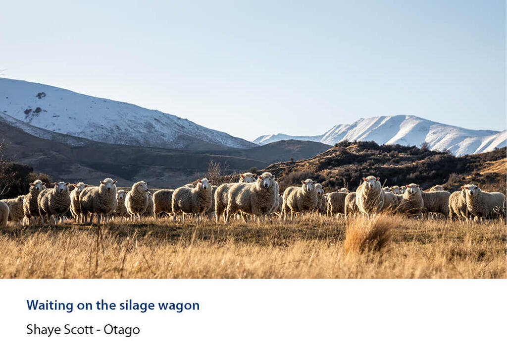 Line of sheep in dry tussock below snow-covered hills.