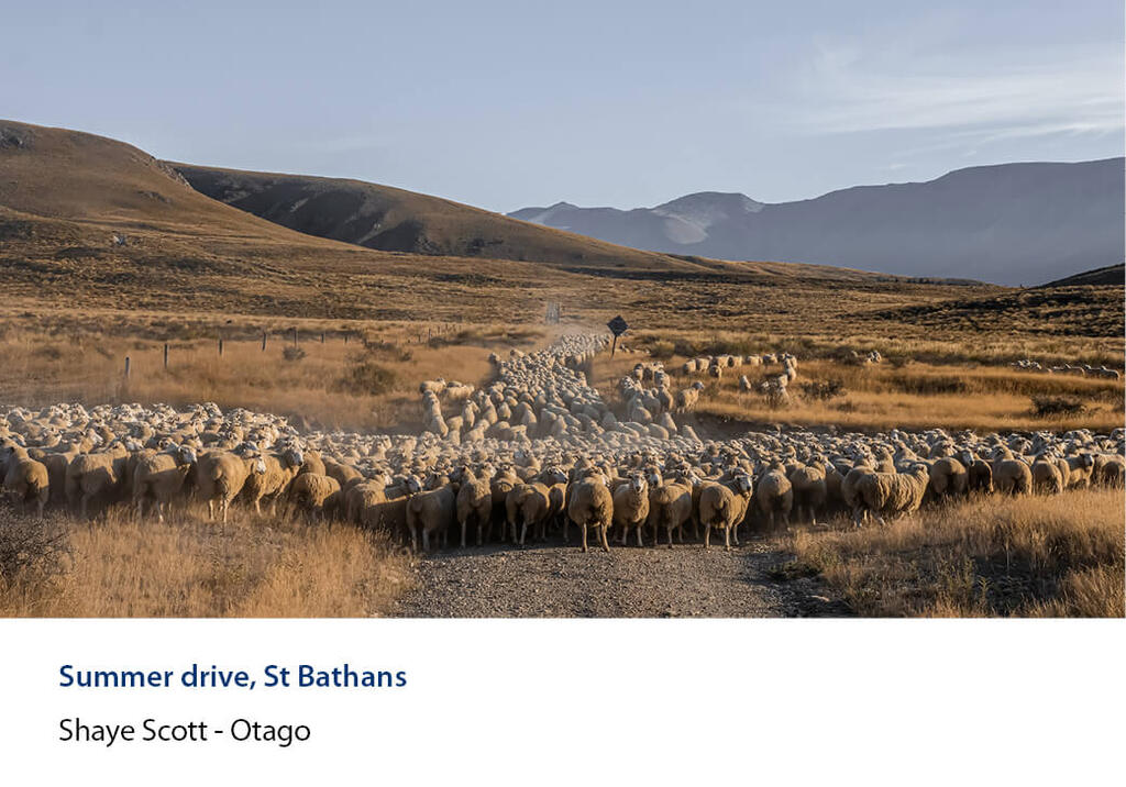 Large mob of sheep driven along a gravel road through St Bathans tussock country.