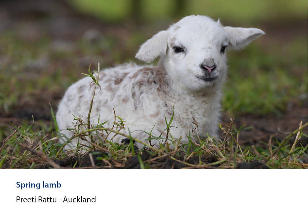 Newborn lamb lying in patchy grass with its head raised.