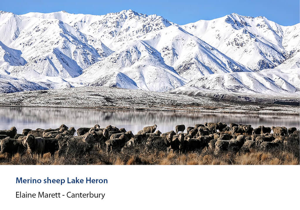 Mob of sheep strung along the shore of Lake Heron below snow-covered mountains.