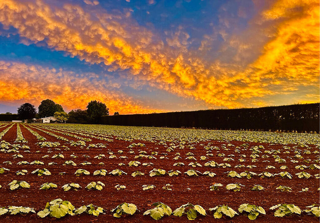 Crop at sunset
