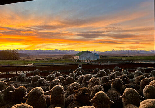 Sheep at sunset