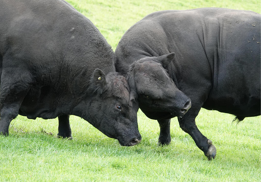 2027 Calendar winning entry for June by Claire Lambert from Canterbury with 'Bullrush'.