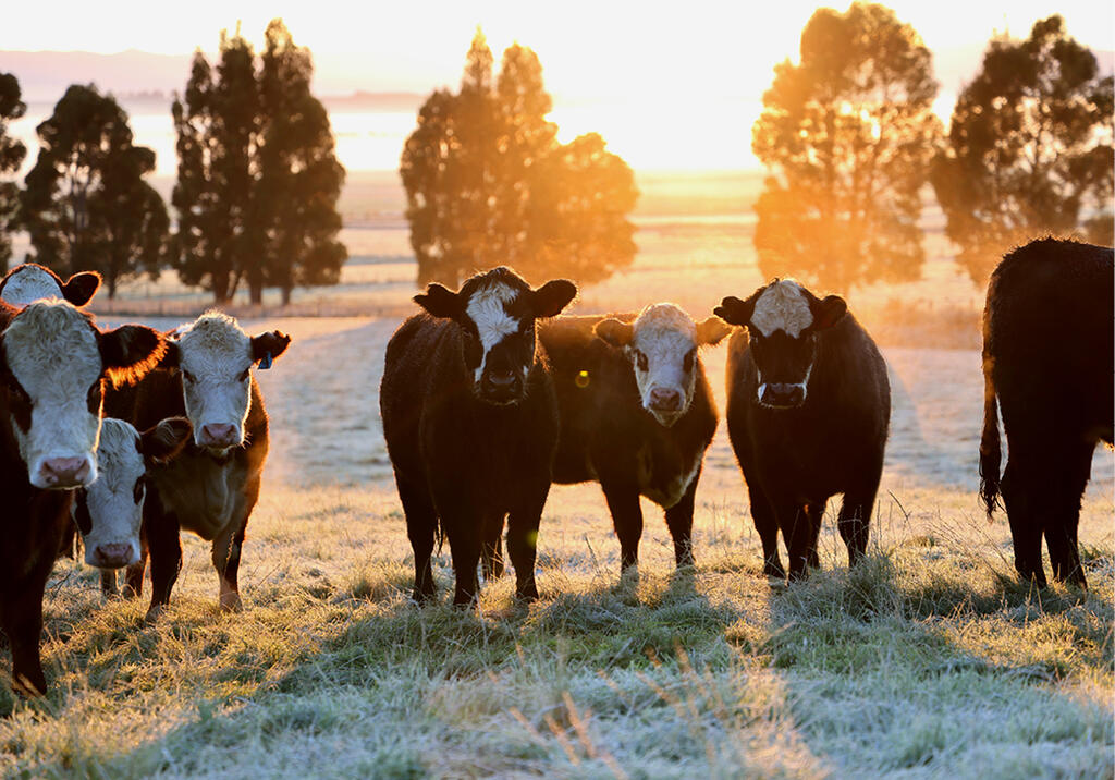 2027 Calendar winning entry for May by Ilka Seebeck from Southland with 'Frosty Morning'.