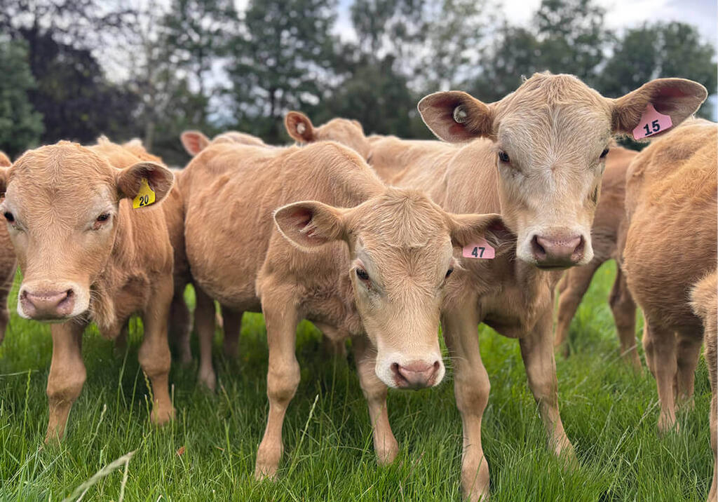 Caramel coloured cows looking at the camera
