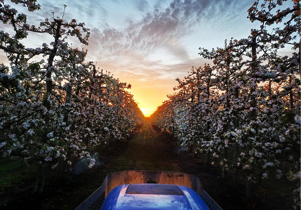 a tractor driving through an apple orchard in bloom