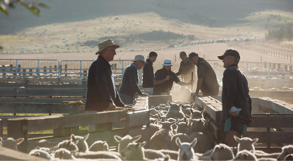 Farmers and livestock reps oversee sheep in a pen