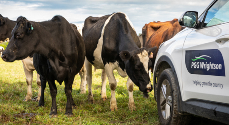 cattle stand in a paddock inspecting a PGG Wrightson signwritten car