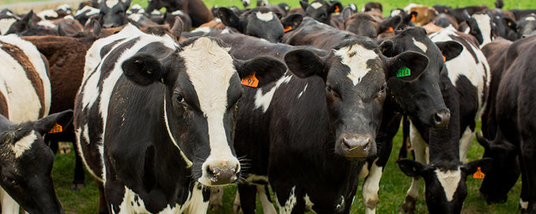 Livestock Market Update - Dairy