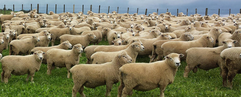 Livestock Market Update - Genetics