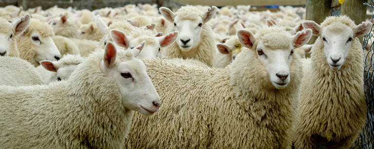 Livestock Market Update - South Is
