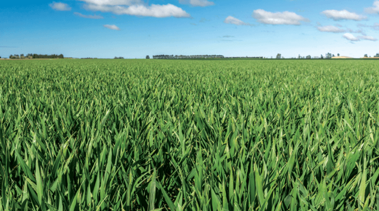 Field and blue sky