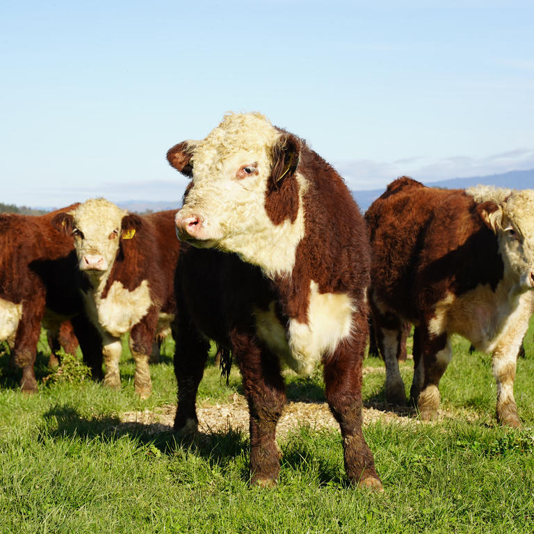 Yearling bulls in paddock