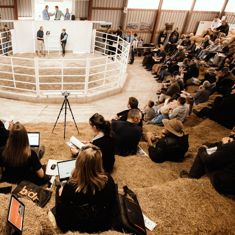 Bull sale showing people in foreground