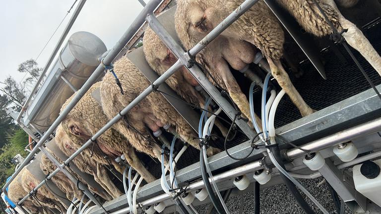 Long term wool grower diversifies into milking sheep | PGG Wrightson