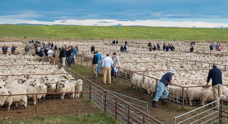 Pens of sheep at an on-farm sale being inspected by farmers and livestock agents prior to being sold.