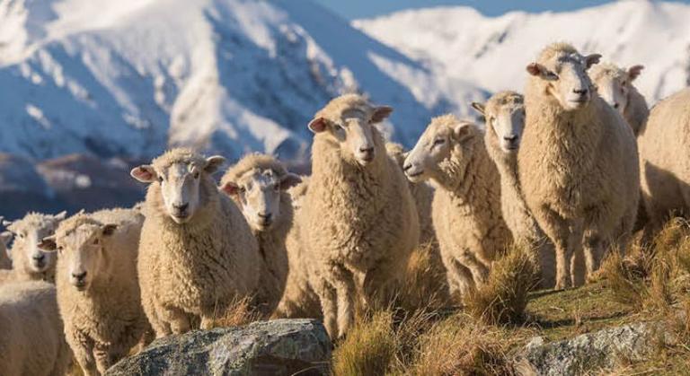 A flock of sheep stand together in a paddock on a high country station during winter.