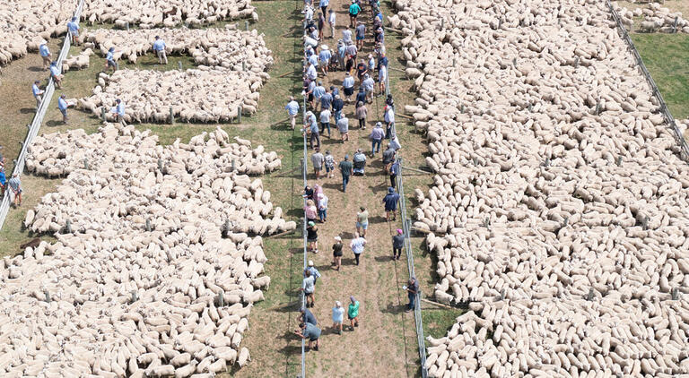 An aerial photo of a lamb sale