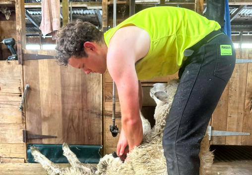 Recipient of PGG Wrightson 175 Year Scholarship, Hamish Shaw, shearing a sheep.