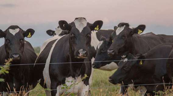 Friesian herd