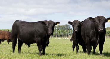 Bulls in paddock