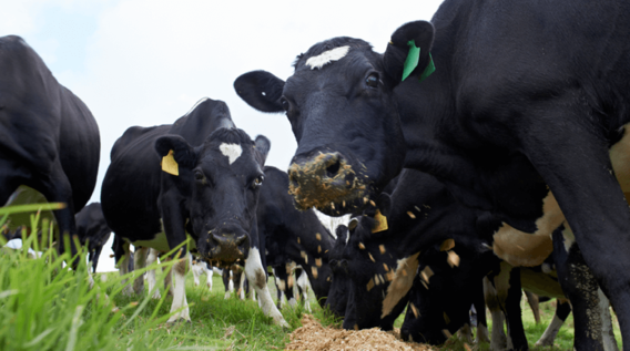 Cows eating feed