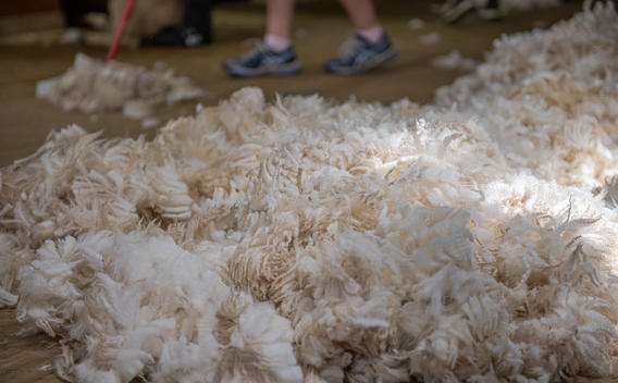 Best Practise for Woolsheds: It's all in the Preparation | PGG Wrightson
