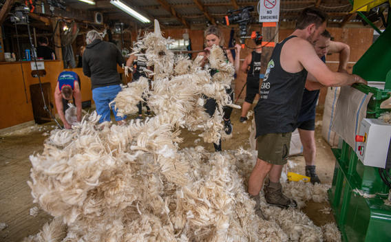 Best Practise for Woolsheds: It's all in the Preparation | PGG Wrightson