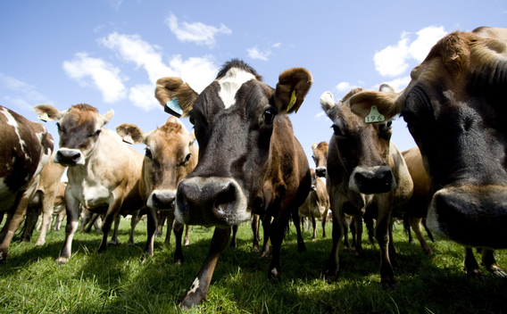 Dairy cows in paddock.