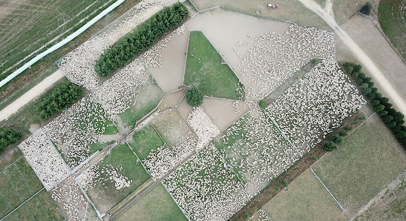 Aerial photo of lamb sale
