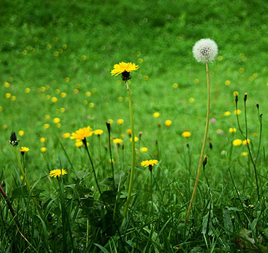Weeds Dandelion