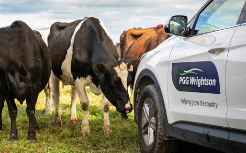 Cows and PGW company car