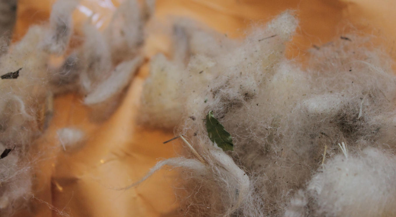 VM Wool